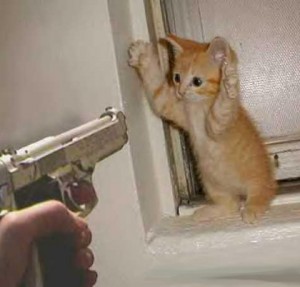 kitten_hostage