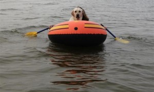 funny-pictures-comedy-dog-rows-boat-funny-stuff1